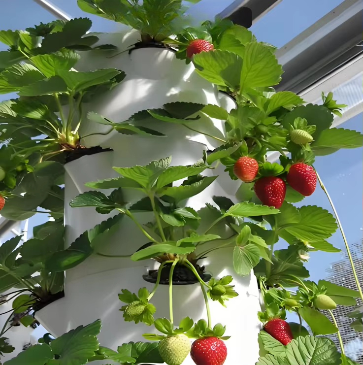 Sistem dinding pertumbuhan hid - Urban Farming Wall ulasan dan harga